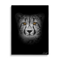 Patient Cheetah